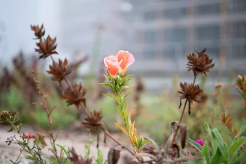 light pink flower and stems in foreground with foggy blurry buildings in background