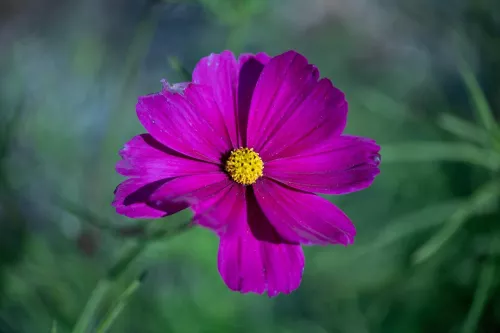 single purple flower with yellow center against a blurry green background