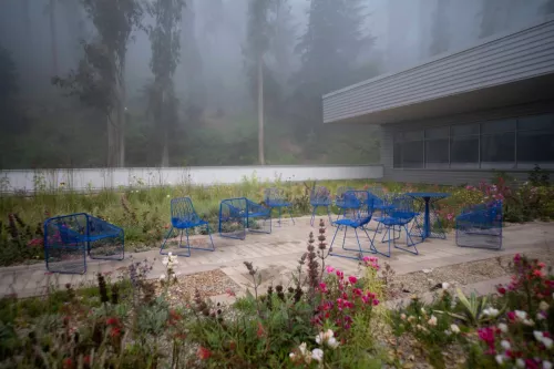 Foggy rooftop scene against a blurry forrest background