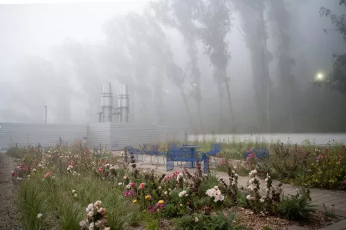 flowers in foreground blend into a foggy day in the eucalyptus forrest behind