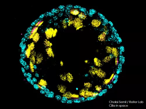 Cilia in space